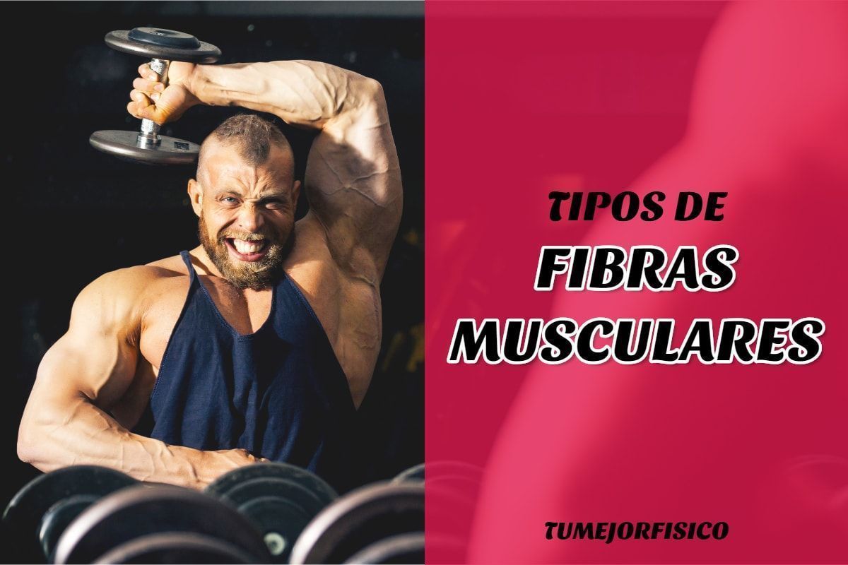 tipos de fibras musculares