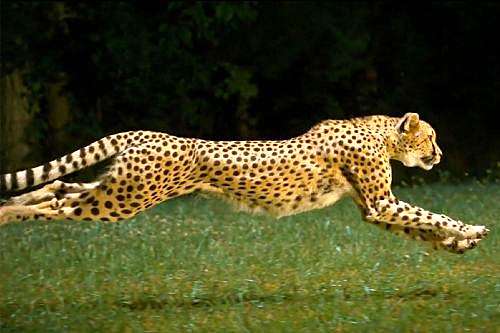Leopardo HIIT Tabata