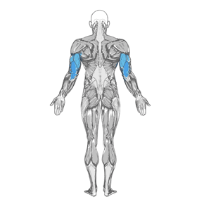 Diagrama muscular de la extensión del tríceps con mancuernas de pie 