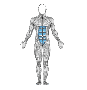 Diagrama muscular de abajo hacia arriba 