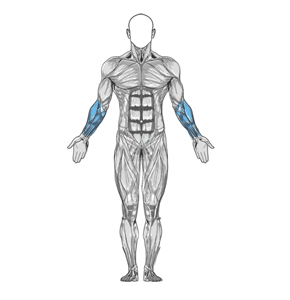 Diagrama de músculo de rizo de muñeca Palms-Up con mancuernas de un brazo sentado