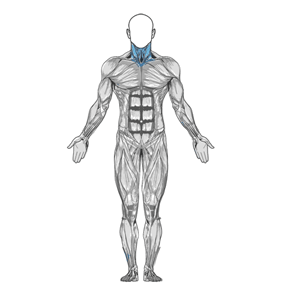 Diagrama del músculo del puente del cuello